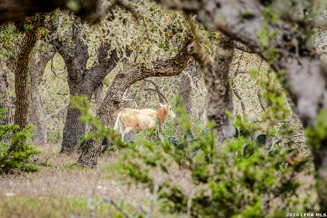 Image 21 of 46 For Tbd Sattler Rd