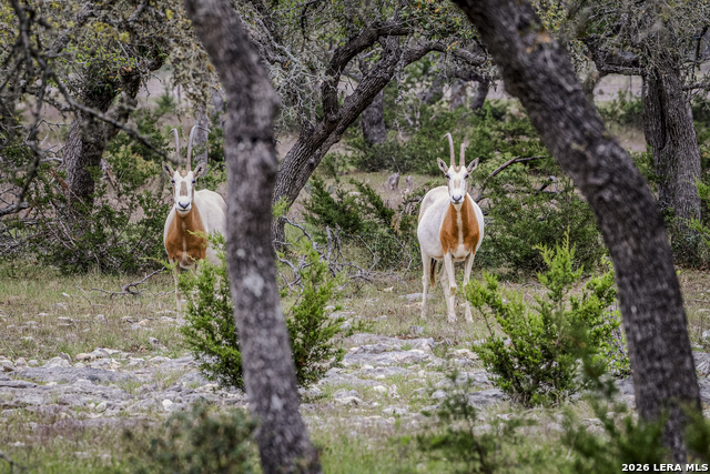 Image 4 of 46 For Tbd Sattler Rd