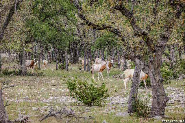 Image 7 of 46 For Tbd Sattler Rd