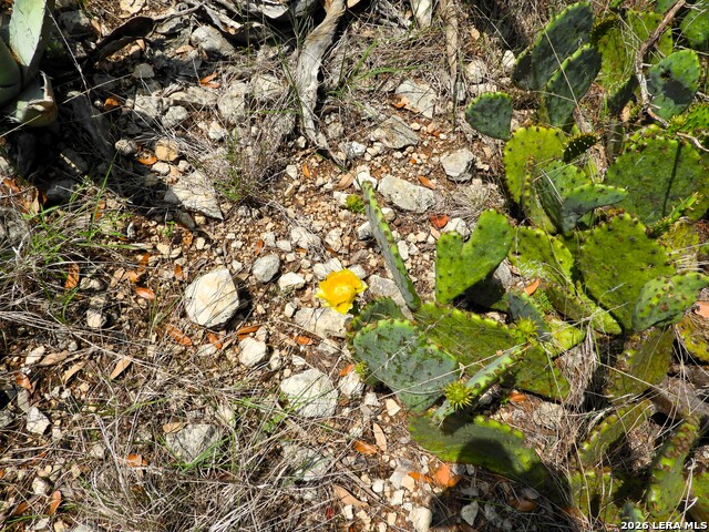 Image 25 of 26 For 701 Goat S 