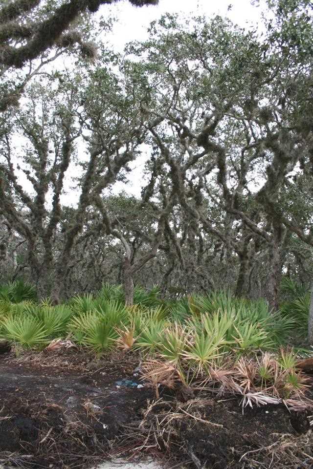 Image 14 of 27 For Intracoastal Island