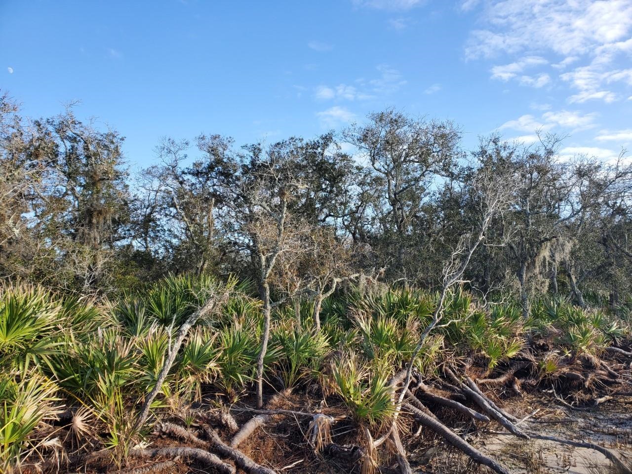 Image 17 of 27 For Intracoastal Island