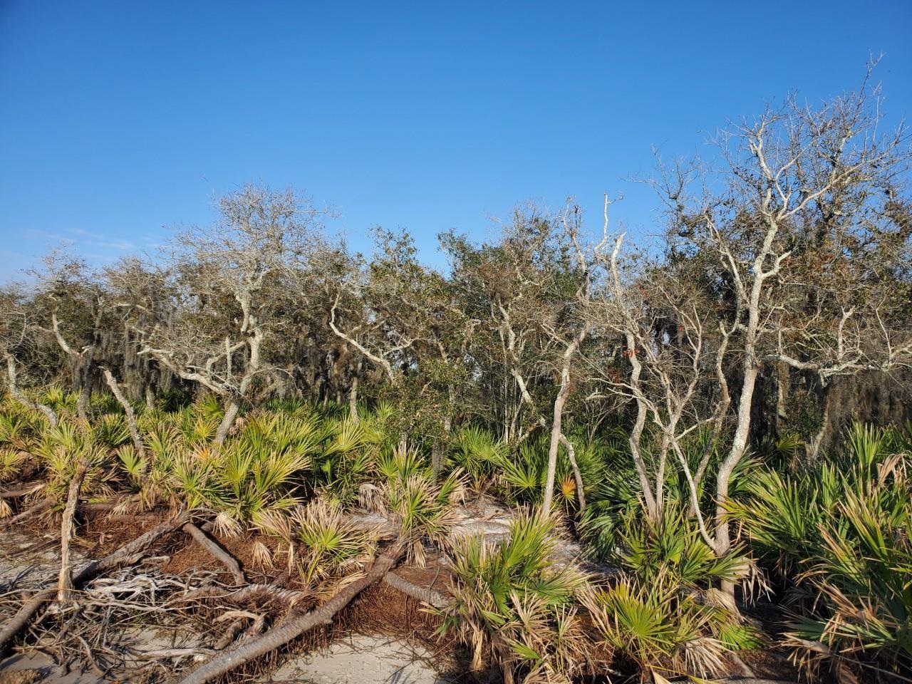 Image 18 of 27 For Intracoastal Island