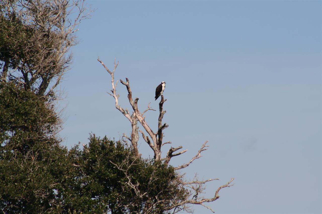 Image 19 of 27 For Intracoastal Island