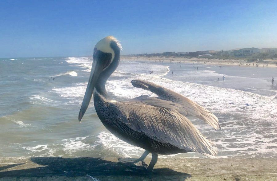 Image 10 of 10 For 125 Spoonbill Point Ct