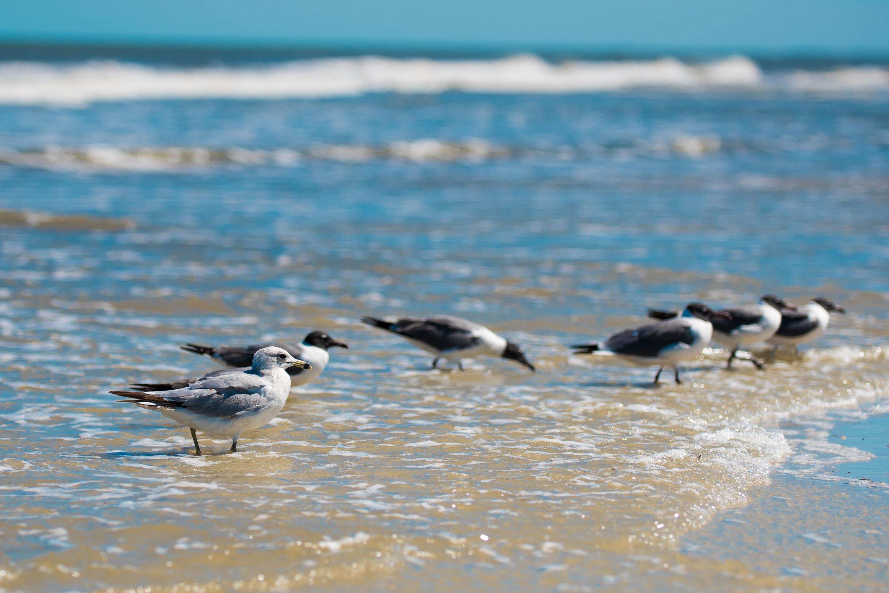 Image 64 of 85 For 1728 Sea Fair Dr