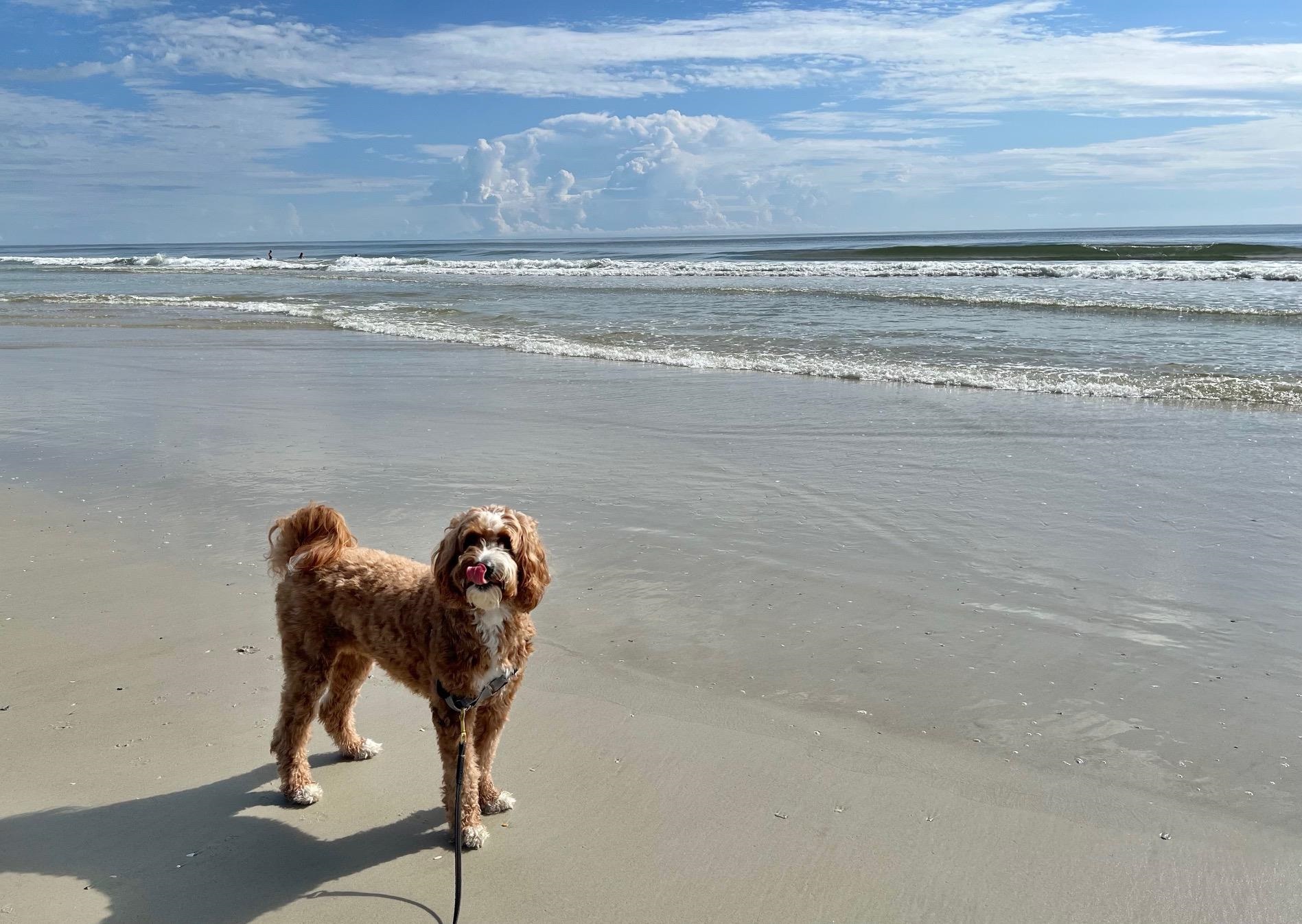 Image 65 of 85 For 1728 Sea Fair Dr