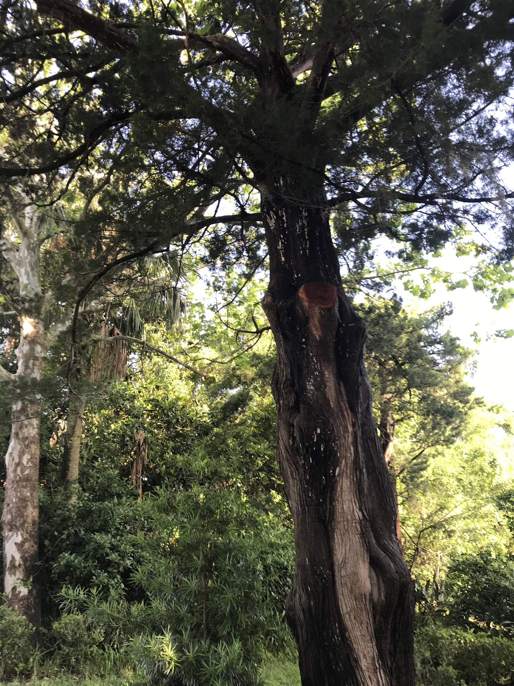 Image 5 of 11 For Madrid St Lot 2