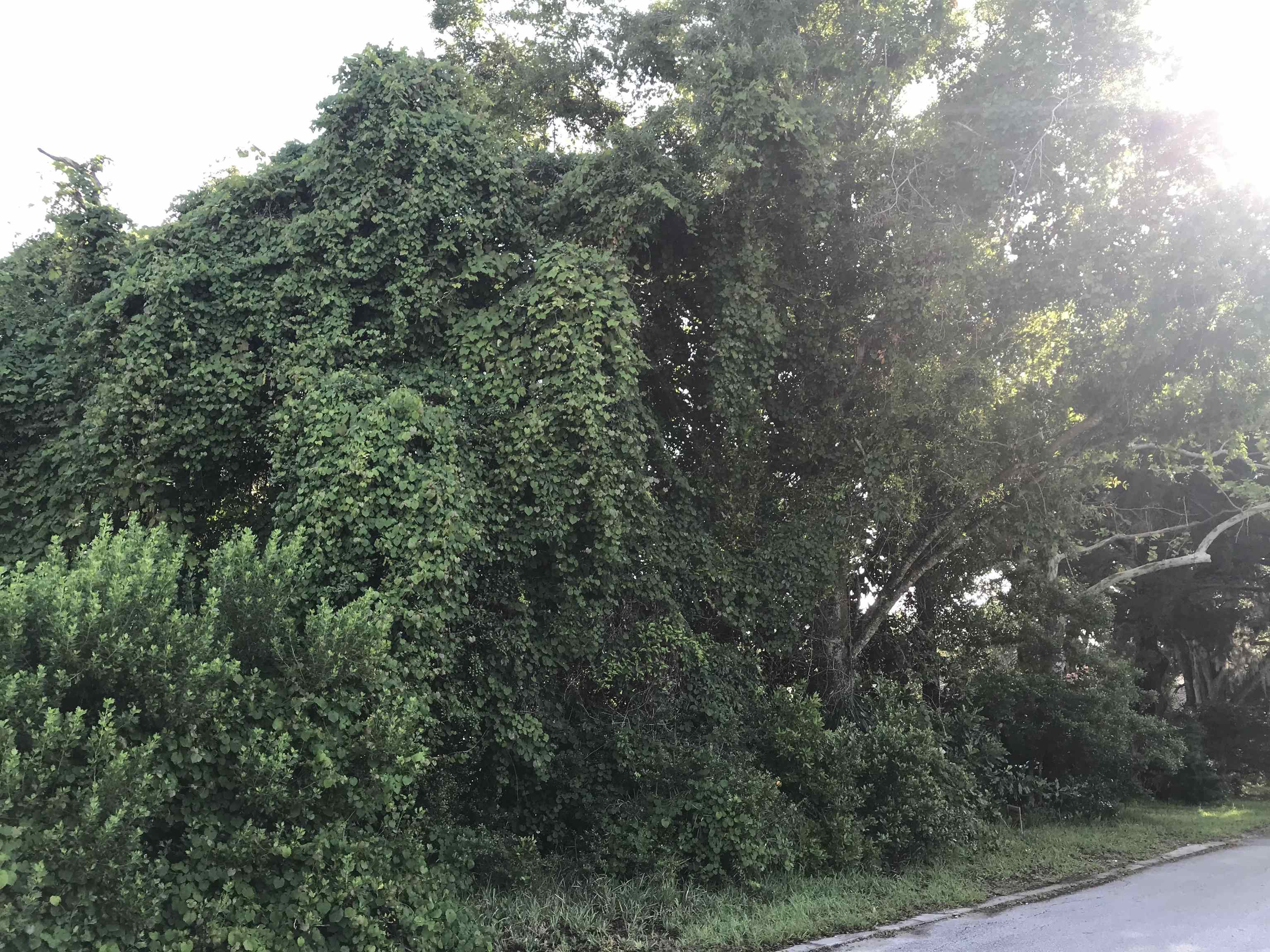 Image 7 of 11 For Madrid St Lot 2