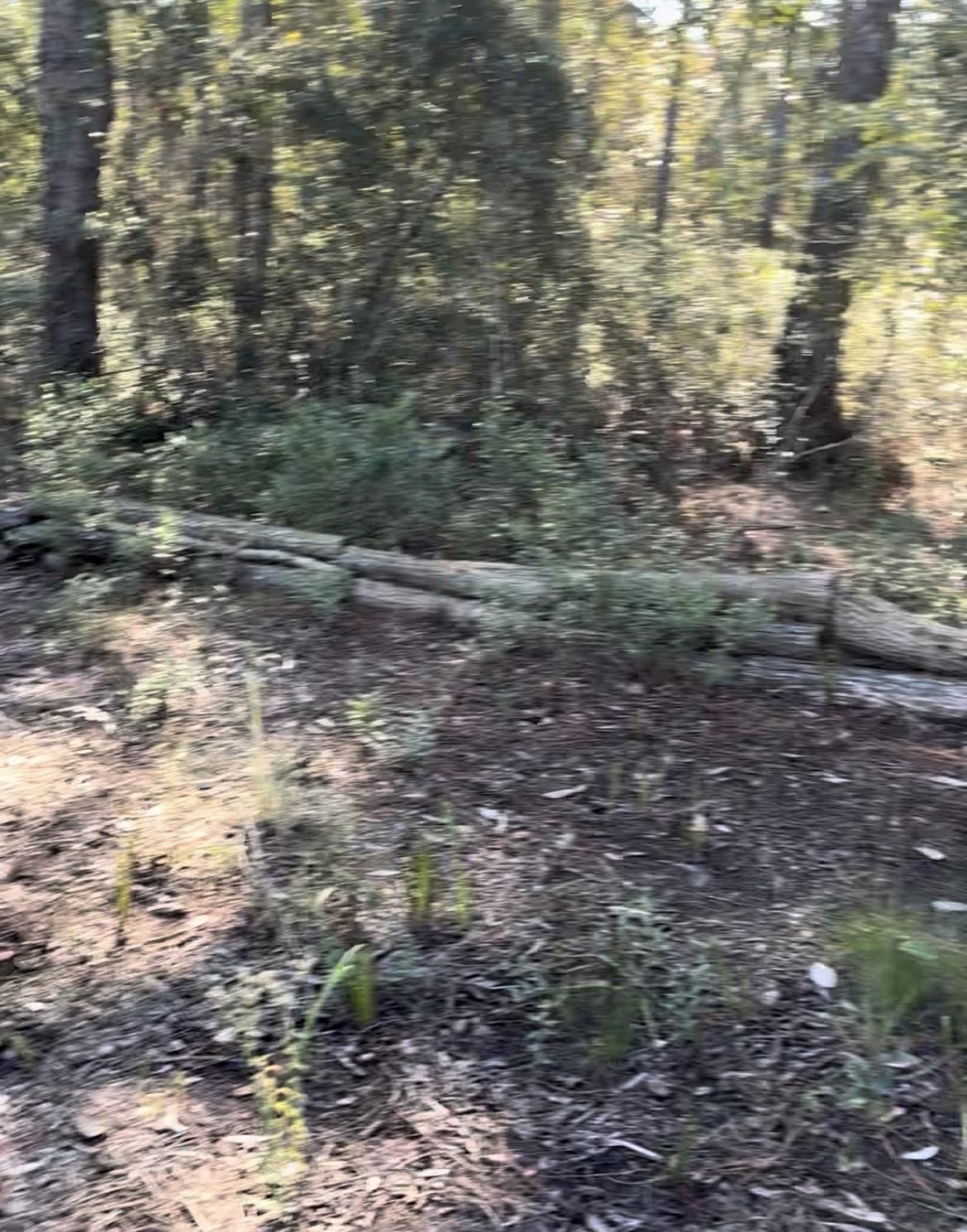 Image 12 of 21 For 10345 Nikolich Ave