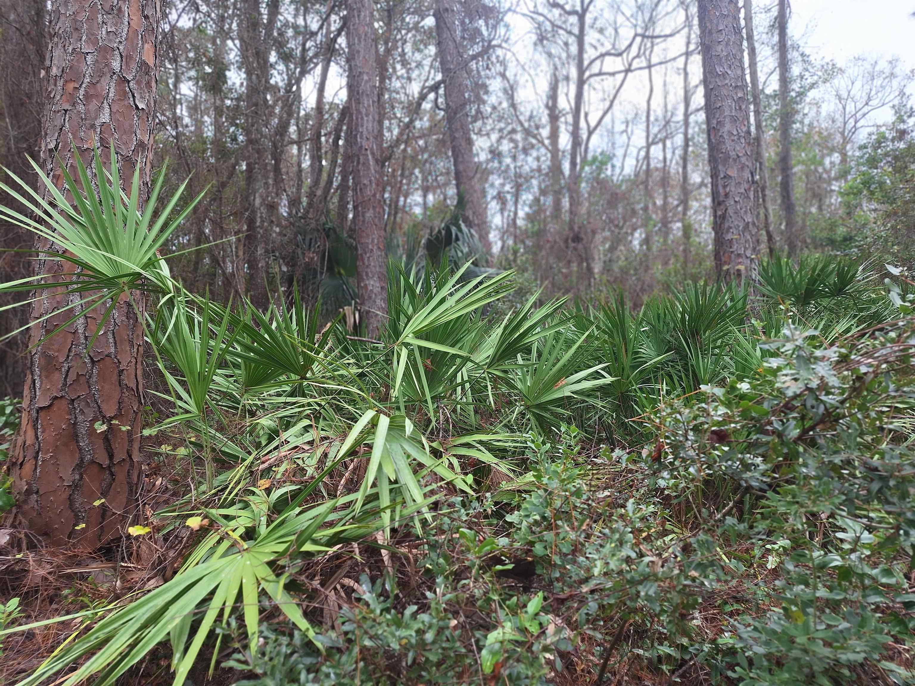 Image 10 of 11 For 159 Lakeway Dr