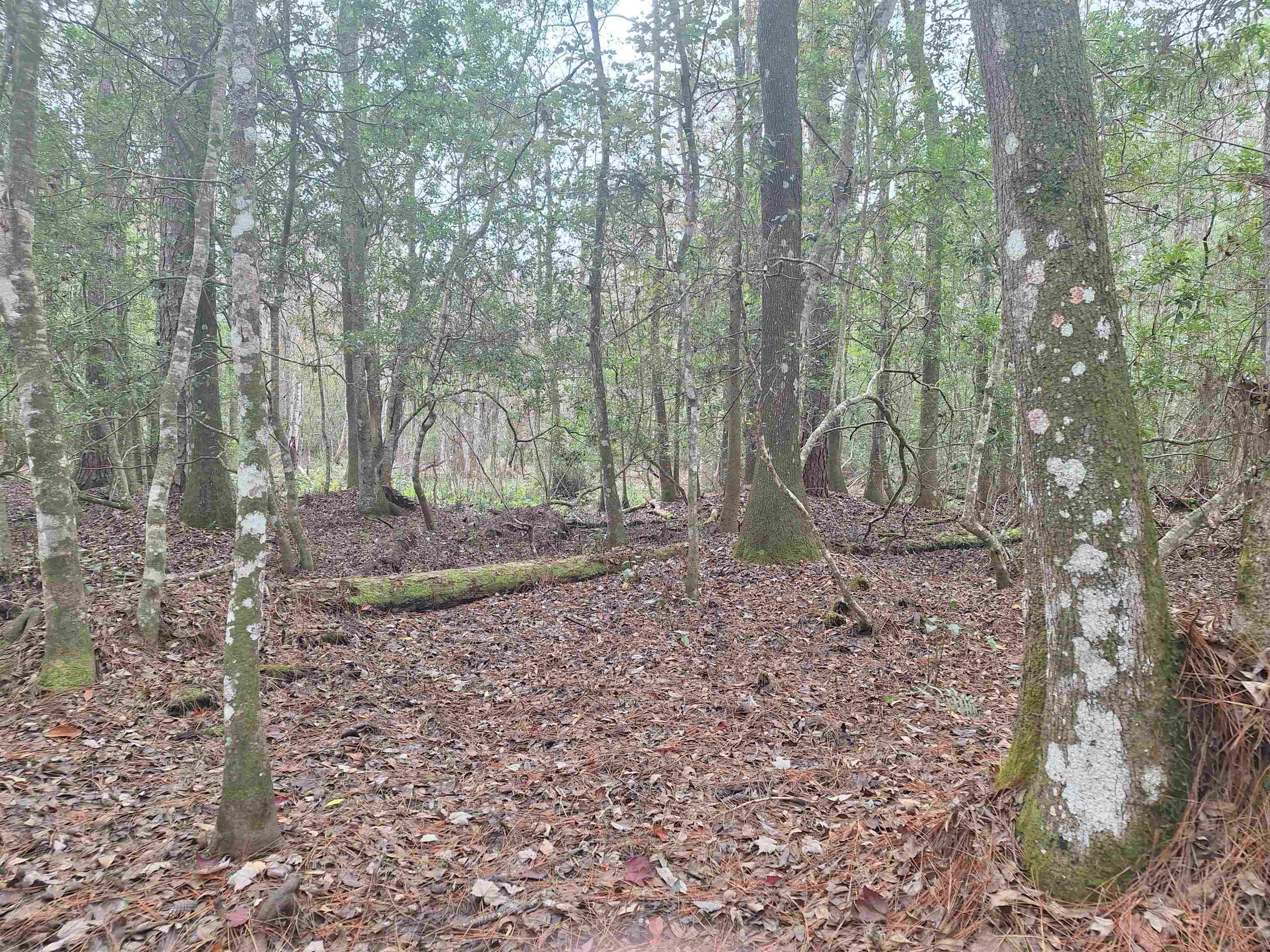 Image 5 of 11 For 159 Lakeway Dr