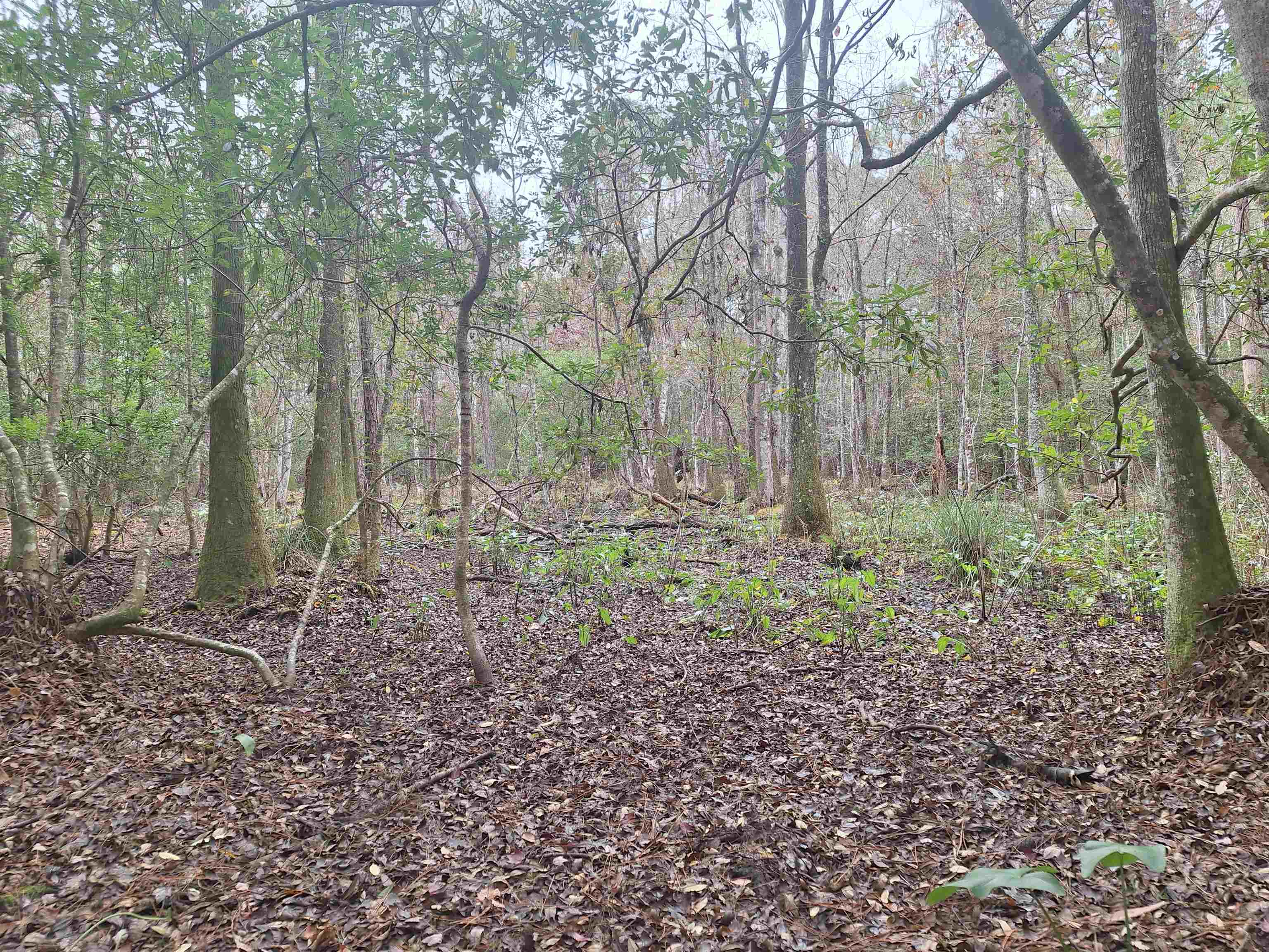 Image 7 of 11 For 159 Lakeway Dr