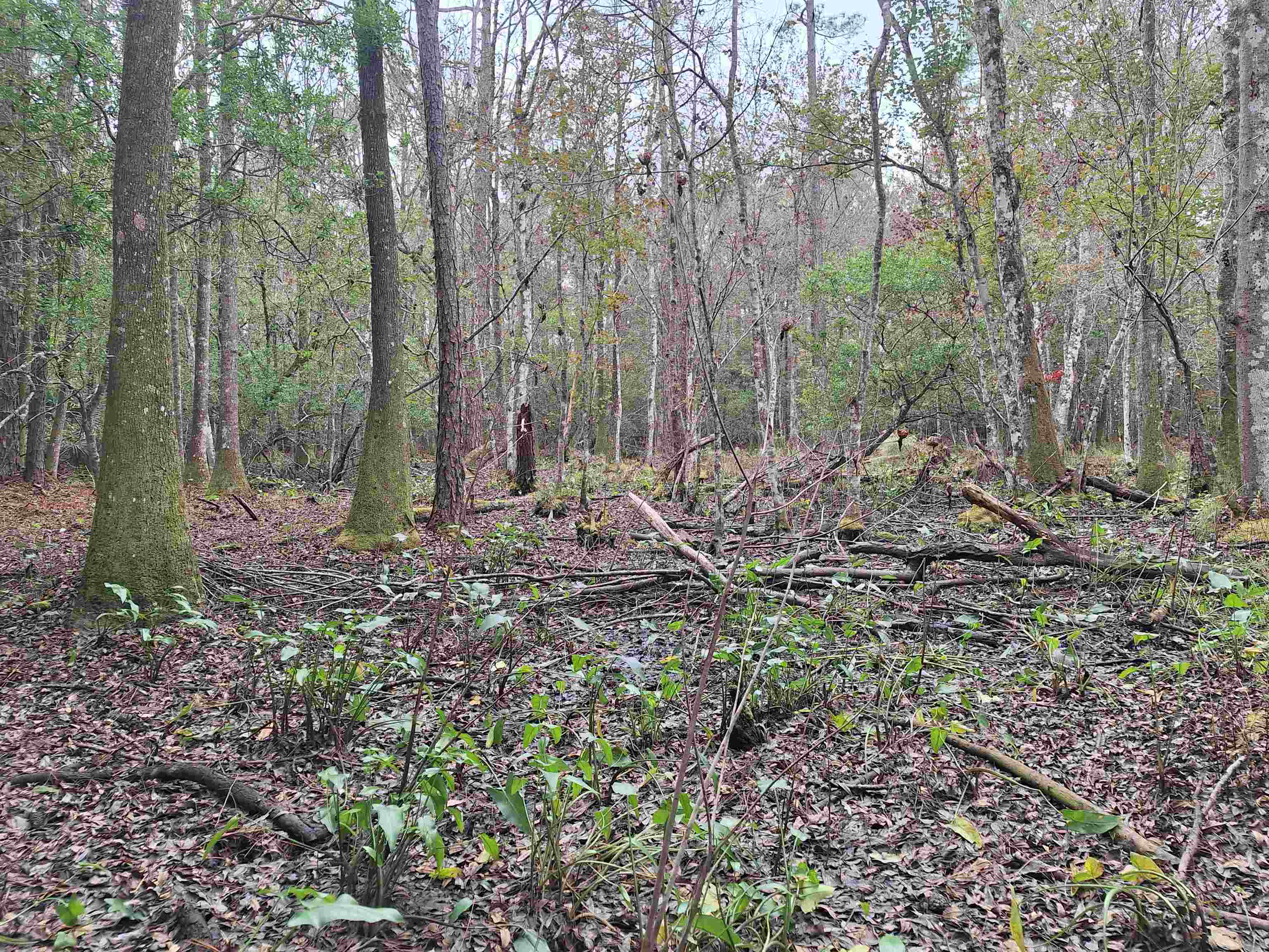 Image 9 of 11 For 159 Lakeway Dr