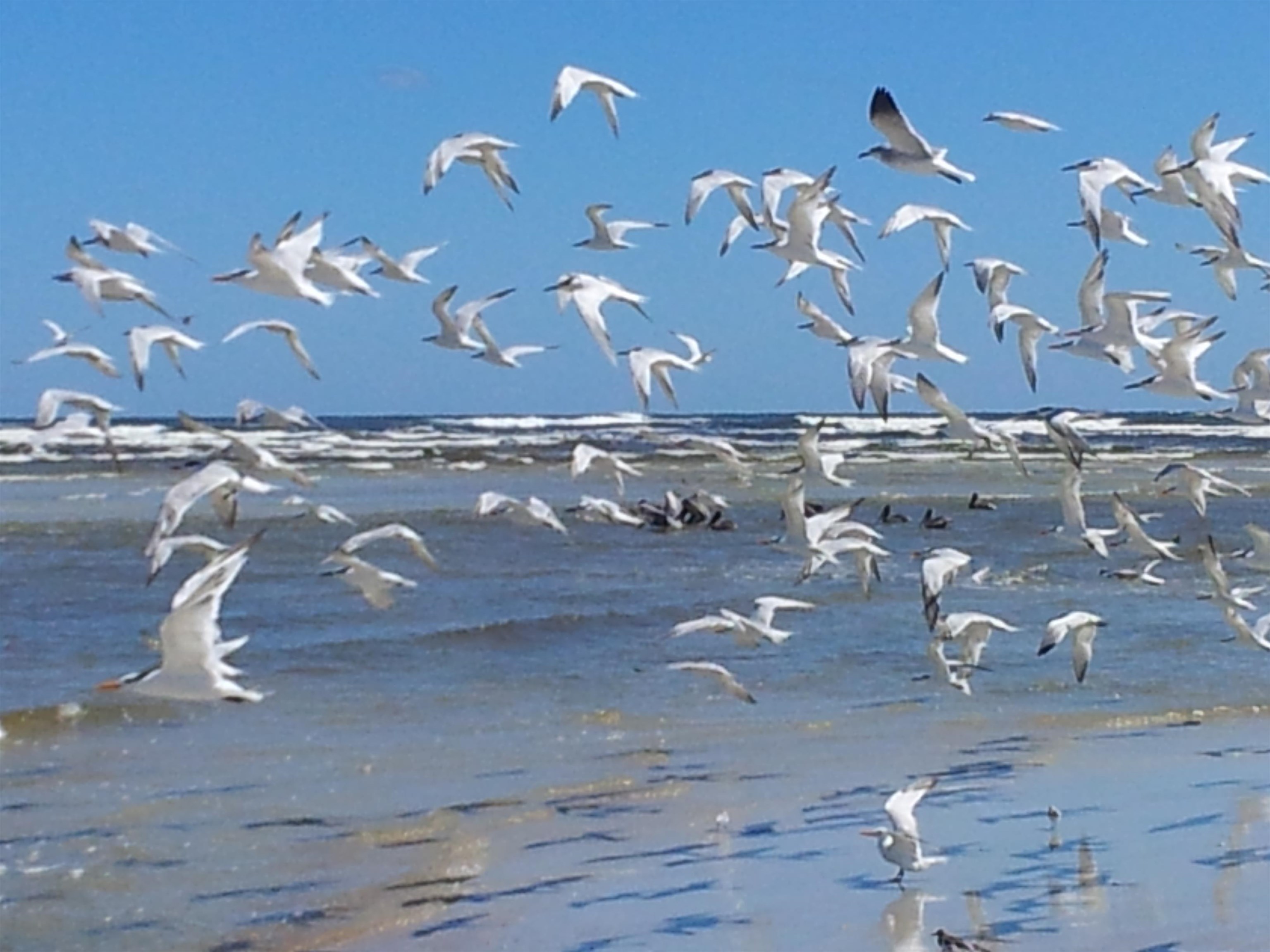 Image 44 of 44 For 1753 Castile Street