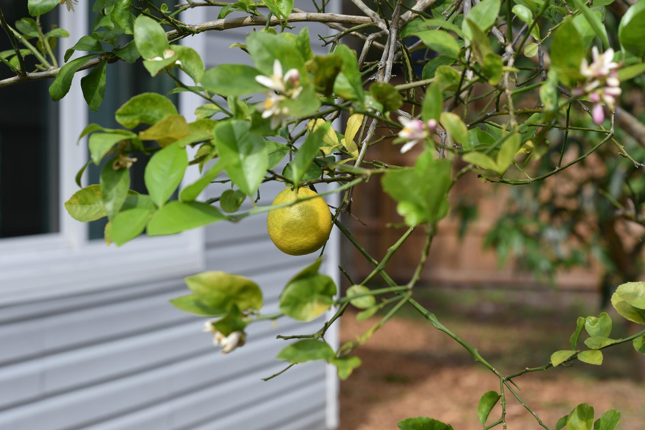 Image 28 of 36 For 497 Pyrus St