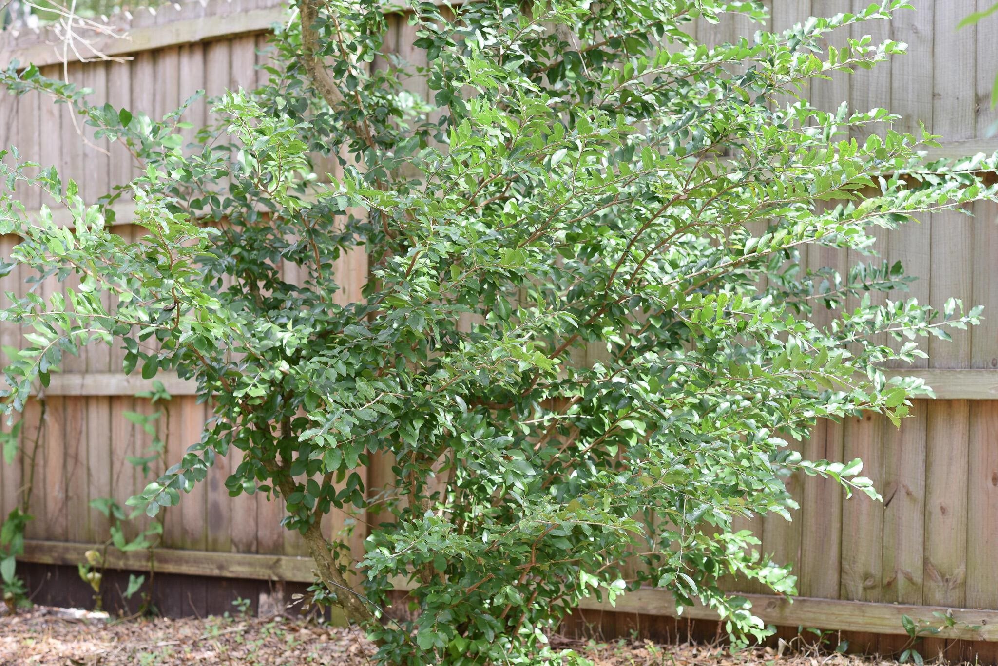 Image 30 of 36 For 497 Pyrus St