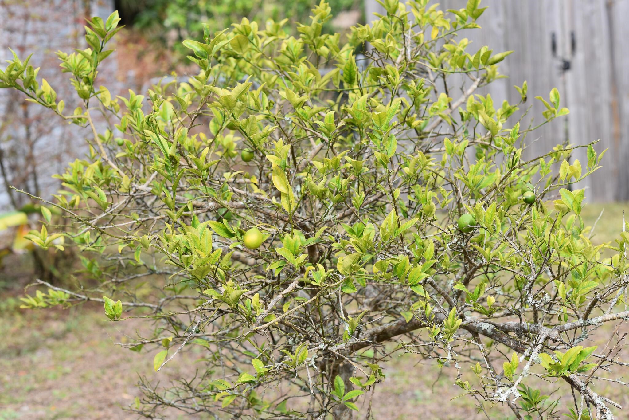 Image 33 of 36 For 497 Pyrus St