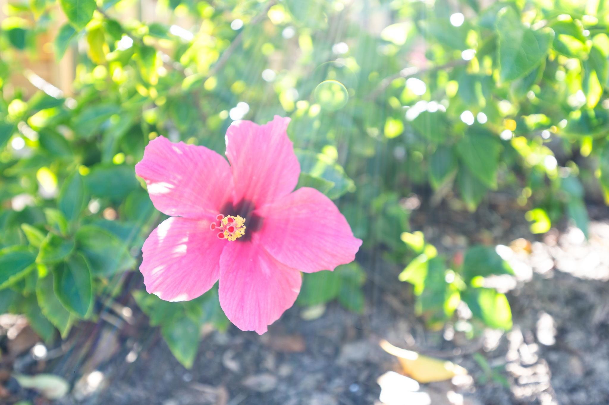 Image 37 of 37 For 120 Ocean Hibiscus Dr  301