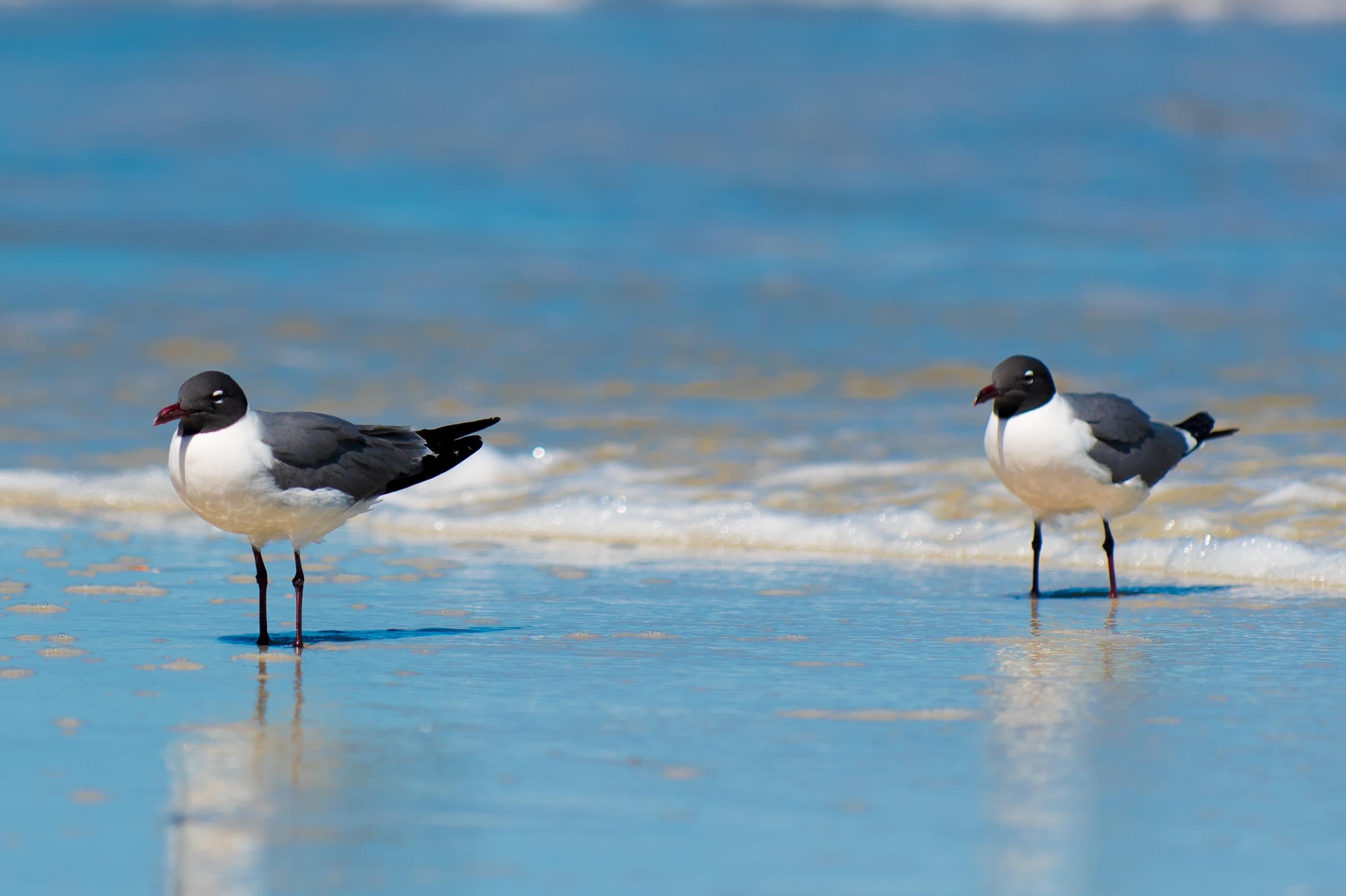 Image 52 of 68 For 6170 A1a S 310