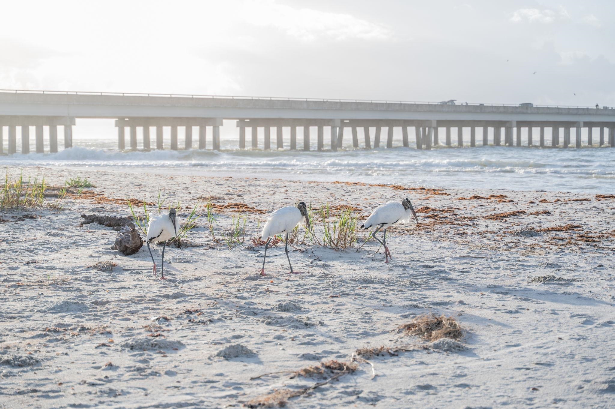 Image 45 of 45 For 8850 Old A1a Unit 8  8