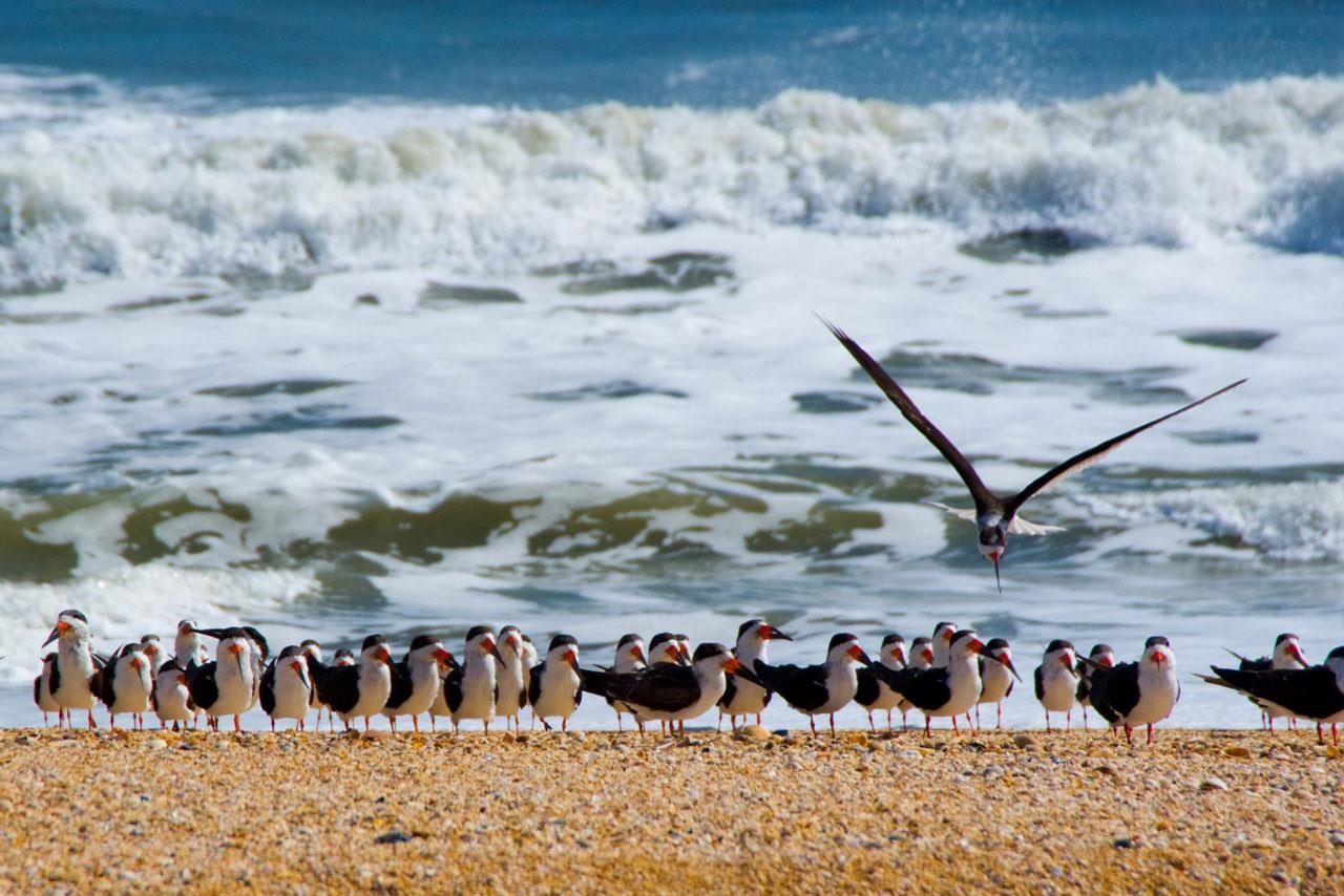 Image 62 of 77 For 125 Island Hammock Way