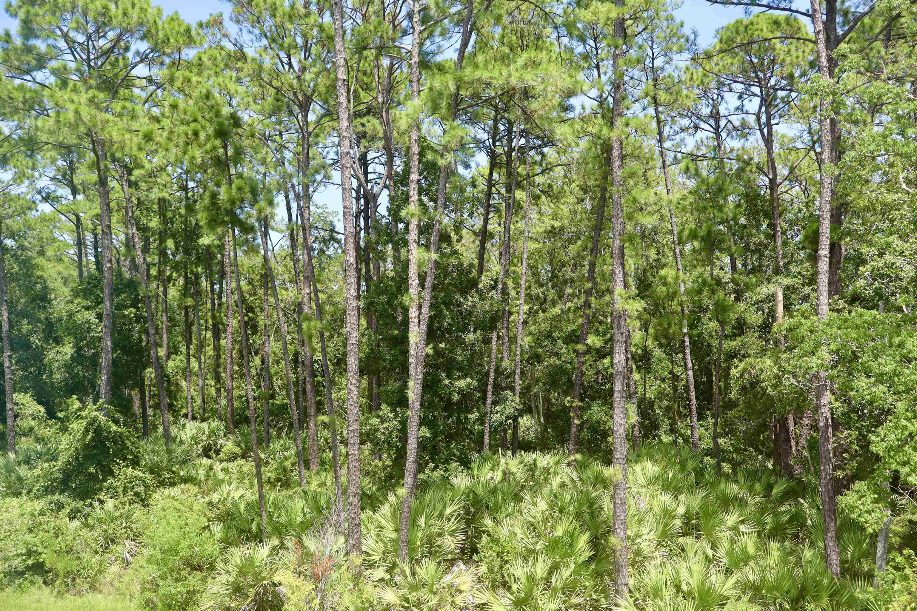 Image 13 of 24 For 96 Silver Birch St