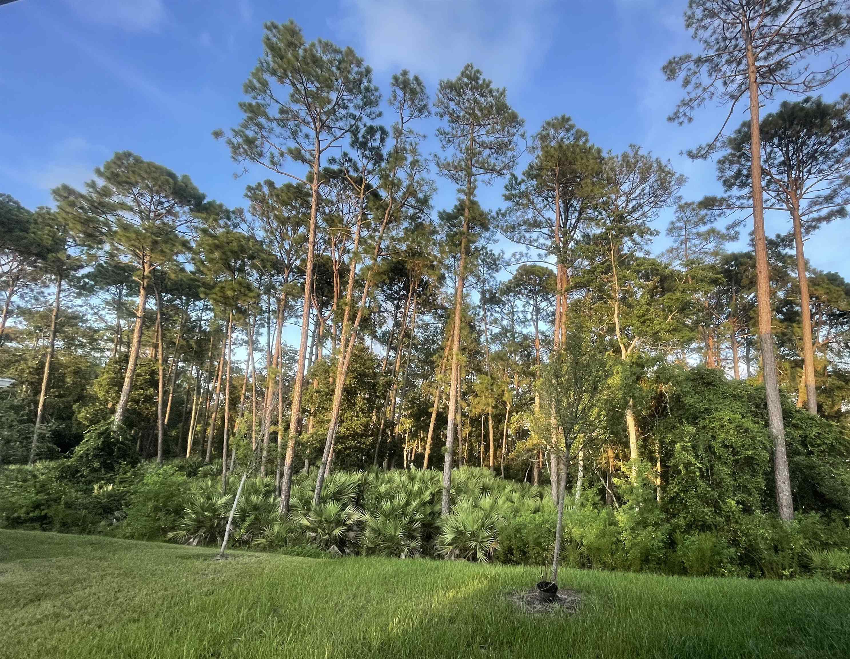 Image 20 of 24 For 96 Silver Birch St