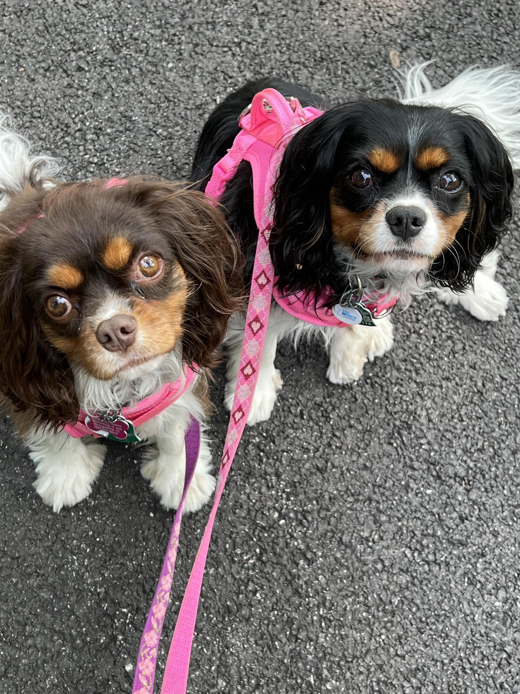 Image 65 of 75 For 9 Sevilla Street